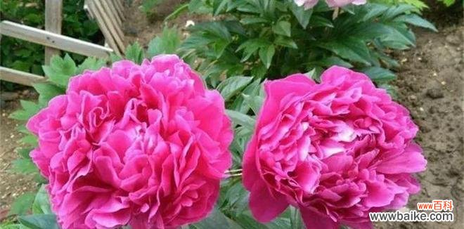 肾蕨的花语和寓意有何特别之处？