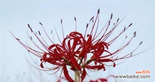 肾蕨的花语和寓意有何特别之处？