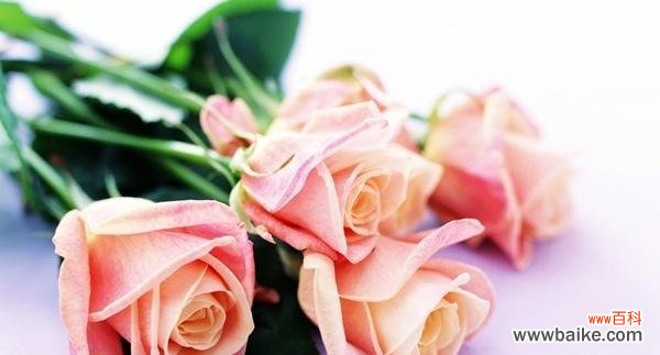 白首不分离的花语含义是什么？