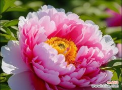 杜丹花的吉祥如意花语有何含义？