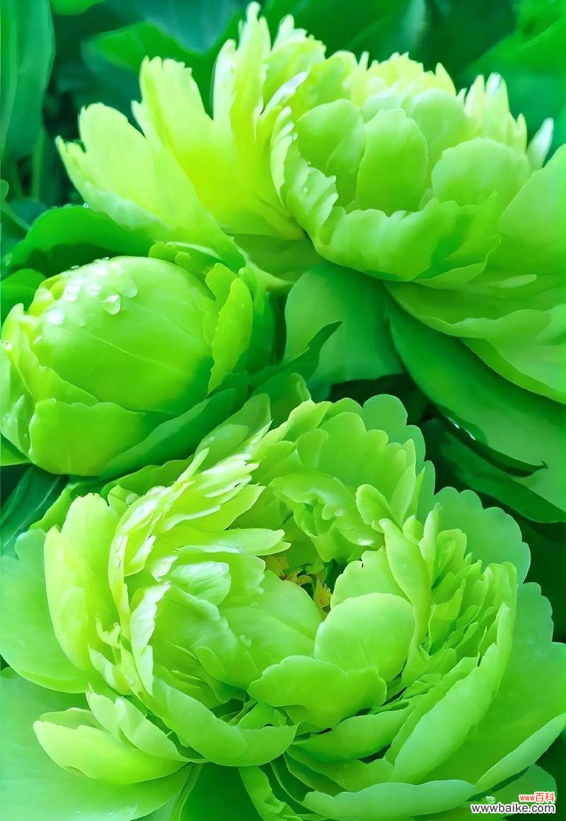 杜丹花的吉祥如意花语有何含义？