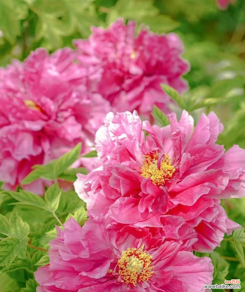 杜丹花的吉祥如意花语有何含义？