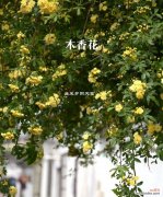 哪种花代表女性？它的花语是什么？