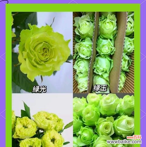 玫瑰花沐浴球的花语有何特别之处？