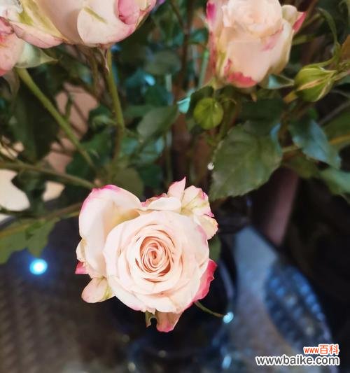 玫瑰花沐浴球的花语有何特别之处？