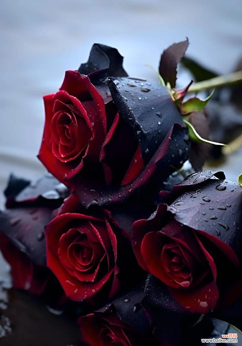 玫瑰花沐浴球的花语有何特别之处？