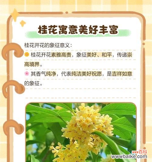 桂花的不同形态有哪些花语和寓意?