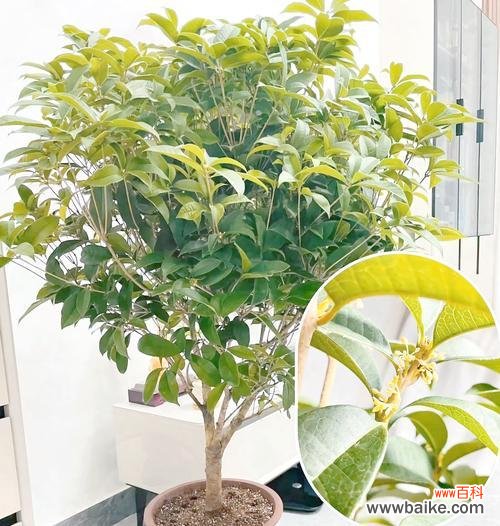 桂花的不同形态有哪些花语和寓意?