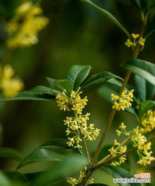 桂花的不同形态有哪些花语和寓意?