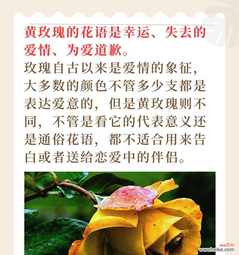 莲花玫瑰的花语及寓意有哪些？