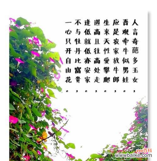 夜牵牛花的花语和象征意义是什么？