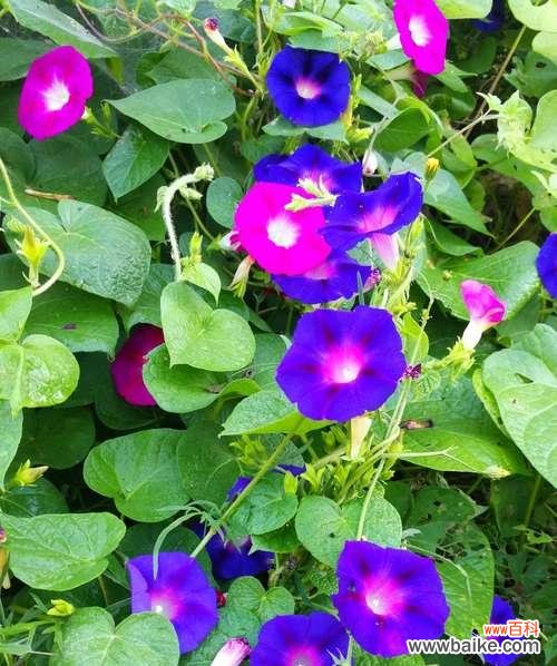 夜牵牛花的花语和象征意义是什么？