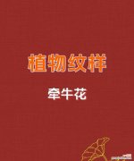 夜牵牛花的花语和象征意义是什么？