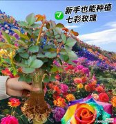 七彩玫瑰花语是什么？这种多彩的玫瑰有何寓意？