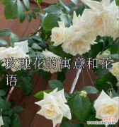 治愈心情玫瑰花语是什么？玫瑰如何表达治愈的力量？