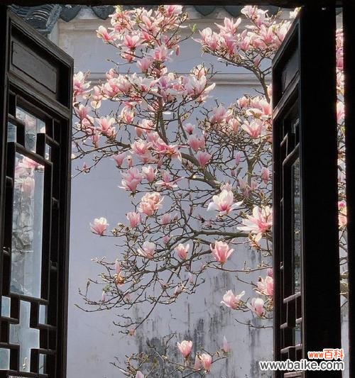 玉兰花语在枝头蔓延有何寓意？它象征着什么？