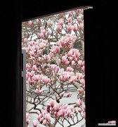 玉兰花语在枝头蔓延有何寓意？它象征着什么？