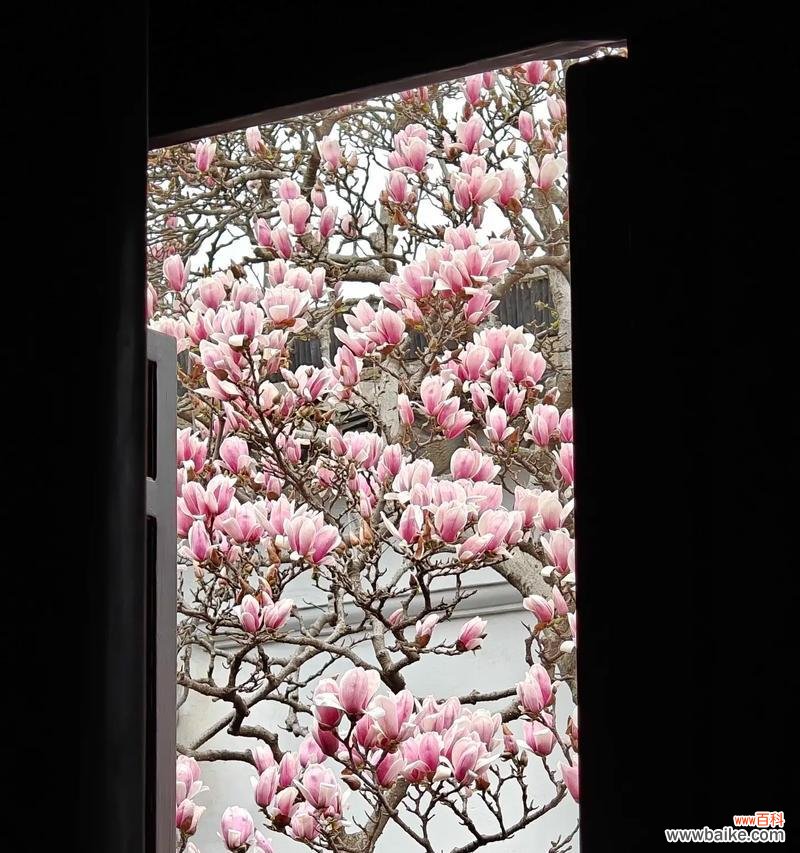 玉兰花语在枝头蔓延有何寓意？它象征着什么？