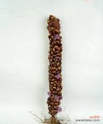 如何用花语形容女孩子的独特？