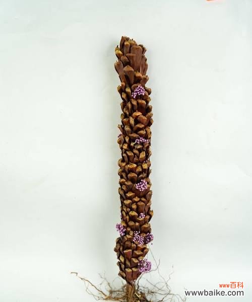 如何用花语形容女孩子的独特？