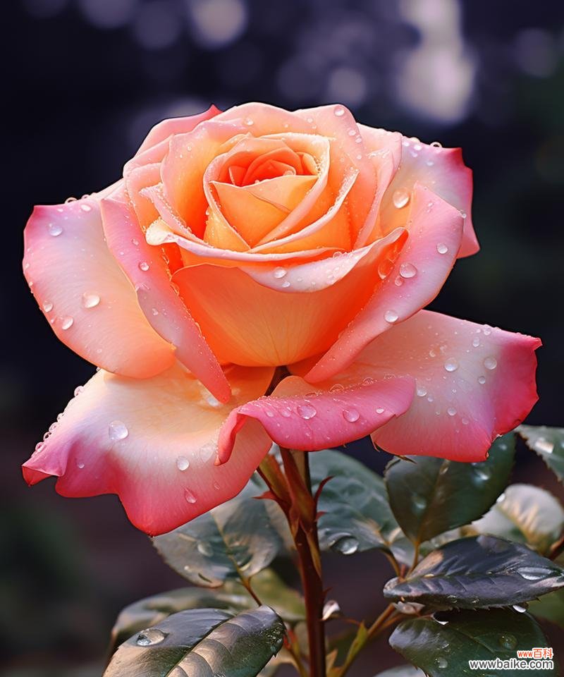 五支玫瑰各自代表了什么花语?