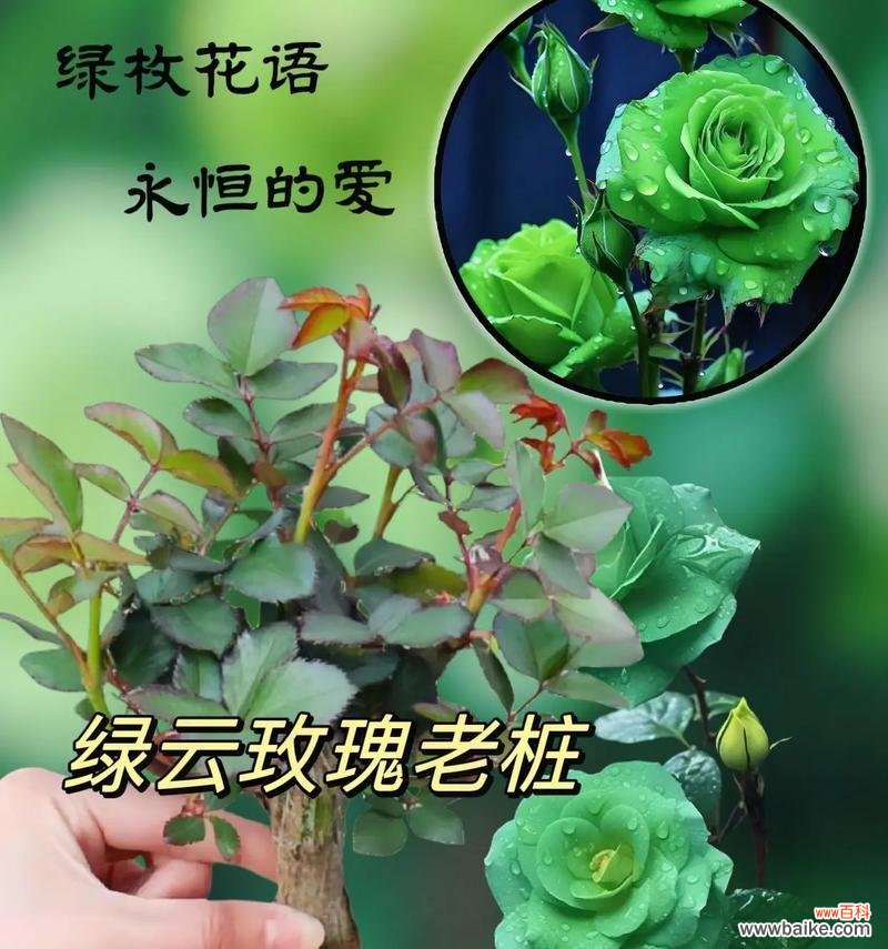 五支玫瑰各自代表了什么花语?