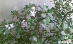 万年青花开，传递着生命力与希望的信息 万年青开花