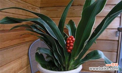 万年青花开，传递着生命力与希望的信息 万年青开花