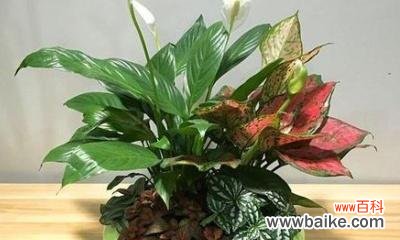 探寻万年青开花的意义与象征 万年青开花的寓意及兆头