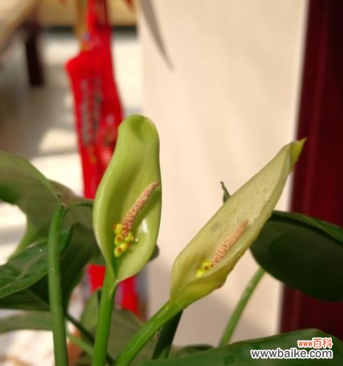 探寻万年青开花的意义与象征 万年青开花的寓意及兆头