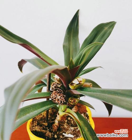 探寻万年青开花的意义与象征 万年青开花的寓意及兆头