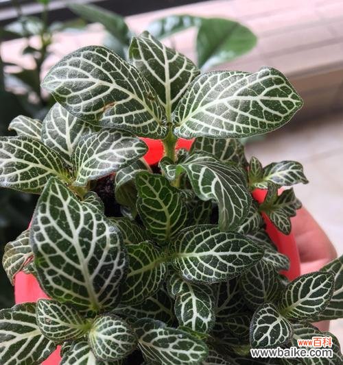 以网纹草寓意什么？揭示它的象征意义与文化内涵 网纹草