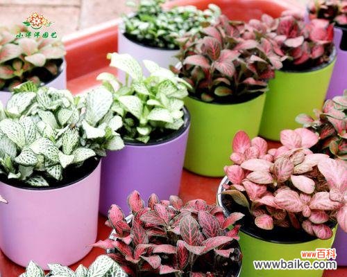 以网纹草寓意什么？揭示它的象征意义与文化内涵 网纹草