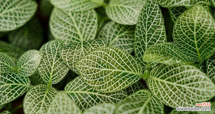 以网纹草的寓意探索人生的无限可能 网纹草