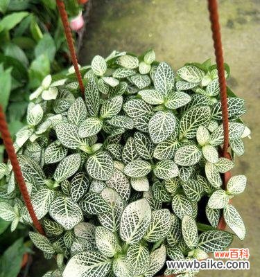 以网纹草的寓意探索人生的无限可能 网纹草