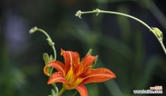 探寻忘忧草的悠久历史与医药价值 忘忧草的寓意与功效