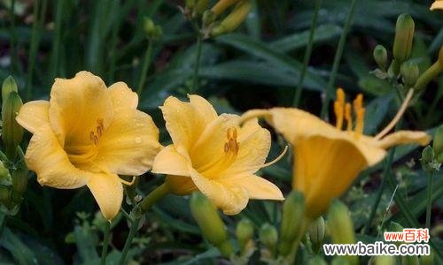 探寻忘忧草的悠久历史与医药价值 忘忧草的寓意与功效