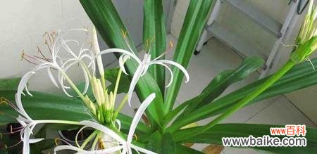 探寻花朵背后的语言 《文殊兰的花语》