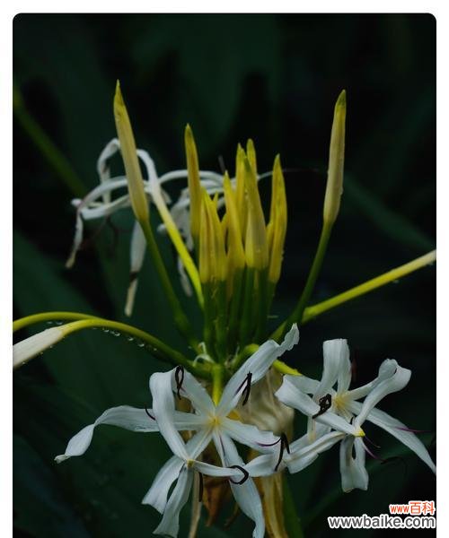 探寻花朵背后的语言 《文殊兰的花语》