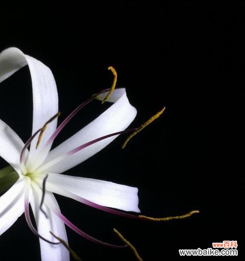 探寻花朵背后的语言 《文殊兰的花语》