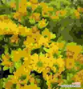 揭秘小雏菊的神秘背后 小雏菊的不吉利象征及寓意