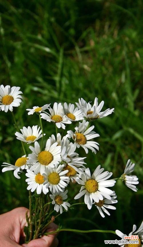 揭秘小雏菊的神秘背后 小雏菊的不吉利象征及寓意
