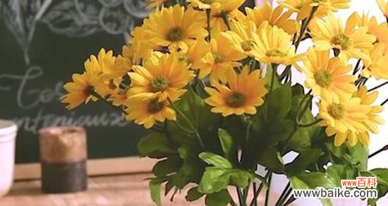 揭秘小雏菊的神秘背后 小雏菊的不吉利象征及寓意