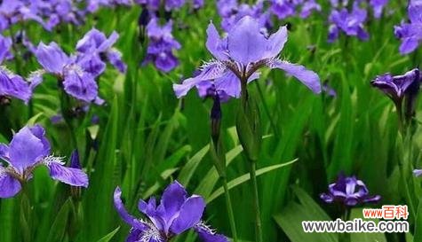 解读尾花鸢尾花的神秘含义 尾花鸢尾的花语与意义