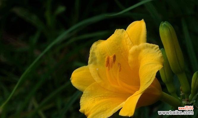 了解忘忧草的功效和使用方法,轻松拥有快乐生活 忘忧草