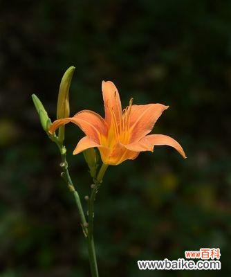 了解忘忧草的功效和使用方法,轻松拥有快乐生活 忘忧草