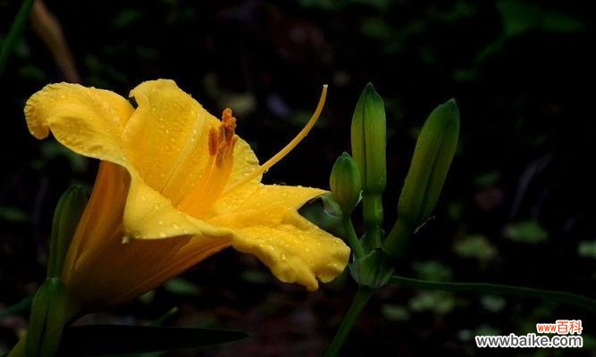 了解忘忧草的功效和使用方法,轻松拥有快乐生活 忘忧草