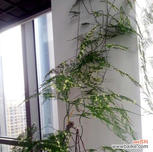 寓意深远的文竹花语与文化传承的故事 文竹之美——传承文化的花语与故事