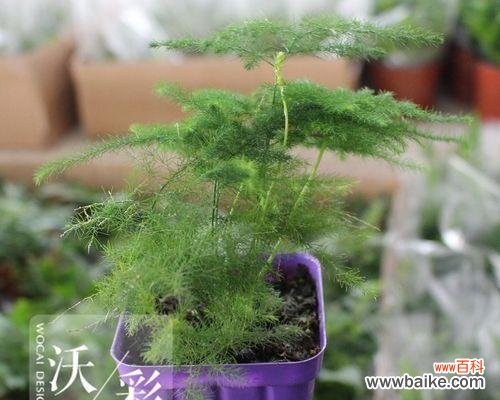 寓意深远的文竹花语与文化传承的故事 文竹之美——传承文化的花语与故事