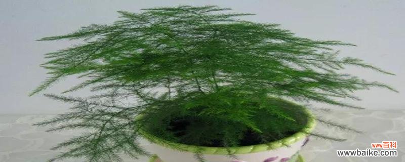 文竹花语传递永远的美好与坚韧 永恒的文竹,寓意千年